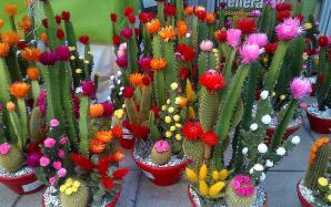 IMG_20151105_234651_41