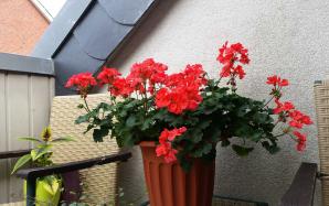 orig_20150812_150422