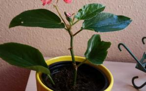 orig_20150823_113233