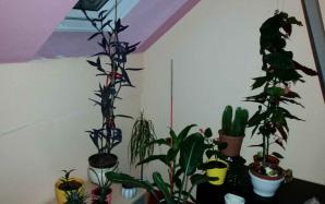 orig_20150922_221441