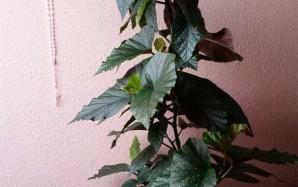 orig_20151021_164536