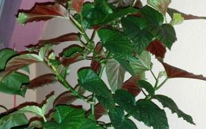 orig_20151030_011404~0