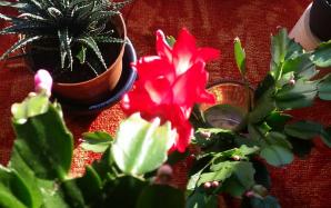 orig_20151103_092015
