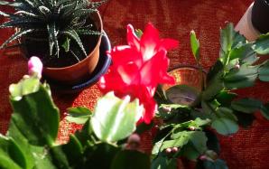 orig_20151103_092015