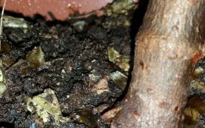 orig_20151106_154036