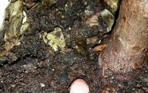 orig_20151106_154045~0