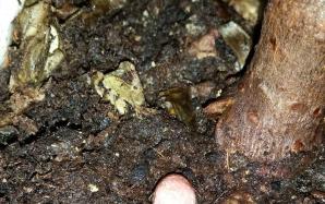 orig_20151106_154045