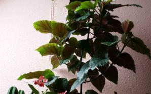 orig_20151106_154058~0