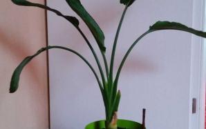 orig_20151106_154210