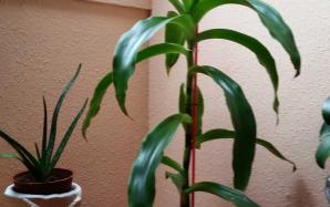 orig_20151106_154231