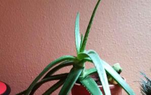 orig_20151106_154235~0