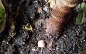 orig_20151106_154523