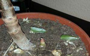 orig_20151113_203135