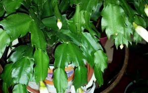 orig_20151113_203658