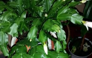 orig_20151113_203723