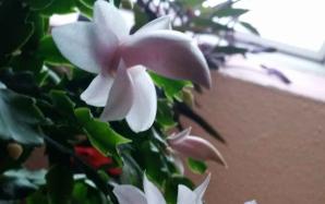 orig_20151116_075957