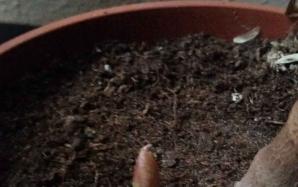 orig_20151116_080131