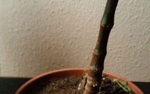 orig_20151116_080158