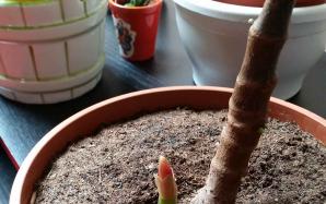 orig_20151121_110654