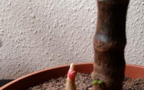 orig_20151122_121752