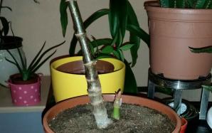 orig_20151122_184052