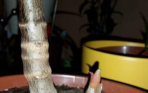 orig_20151122_184110