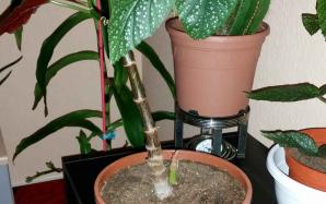 orig_20151123_040950