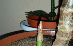 orig_20151124_102116