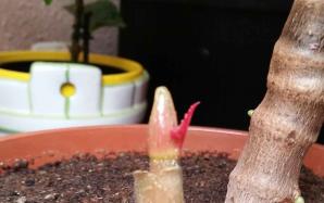 orig_20151124_102149