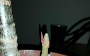 orig_20151127_191539