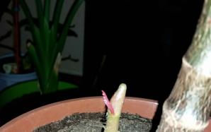 orig_20151127_191602