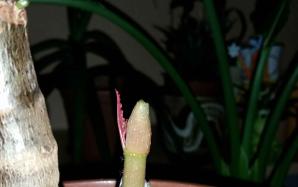 orig_20151128_211301