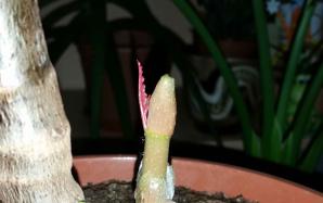 orig_20151128_211344