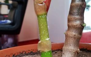 orig_20151202_144826