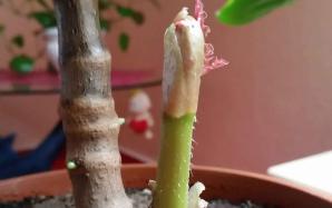 orig_20151202_144842