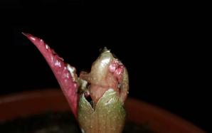 orig_20151204_012436