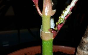 orig_20151208_190941