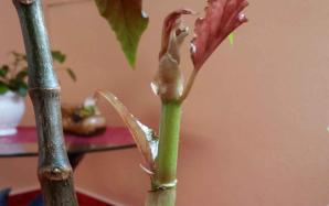 orig_20151214_135947