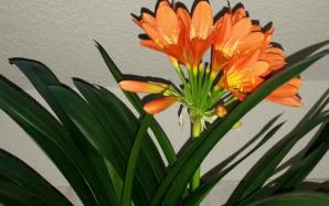 orig_20151218_155929